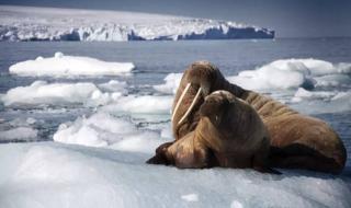 dnf生命之息怎么得