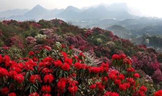 我愿是满山的杜鹃 我愿是满山的杜鹃