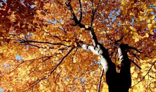 无知的小草 无知的小草