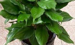 绿植租赁租摆多少钱 绿植租赁租摆多少钱