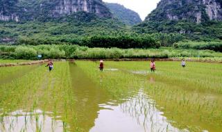 田间欢顾来的第一次 田间欢顾来的第一次